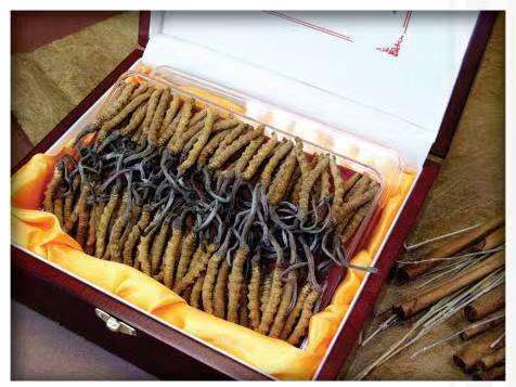 乌拉特前冬虫夏草回收